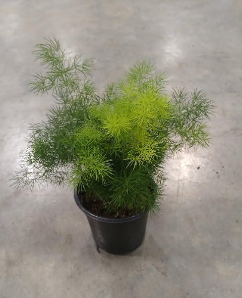 4" Fern Asparagus Ming  
